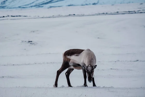 Icelandic Rusa Merumput Dekat Laguna Glasier Tenggara Islandia Dalam Lingkungan — Stok Foto