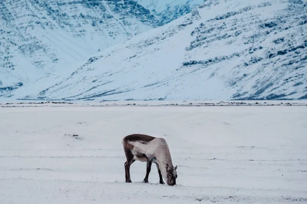 Reno Islandés Pastando Cerca Laguna Los Glaciares Sureste Islandia Ambiente — Foto de Stock