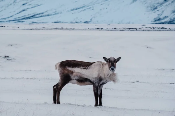 Icelandic Rusa Merumput Dekat Laguna Glasier Tenggara Islandia Dalam Lingkungan — Stok Foto