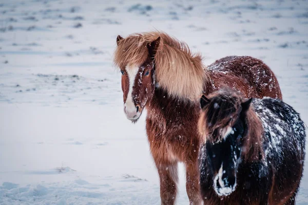 Typisch Isländisches Haariges Pferd Das Schneesturm Weidet Islandpferde Züchten Winter — Stockfoto