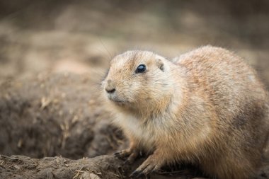 Çayır köpeği (Cynomys ludovicianus siyah-kuyruk yakın portresi).