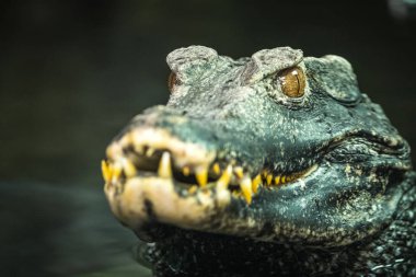 Cuvier'ın cüce caiman (Paleosuchus palpebrosus portresi).