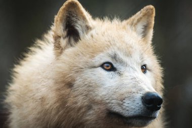 Portre Arctic kurt (Canis lupus arctos) aka Polar kurt ya da beyaz kurt.