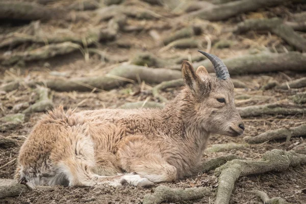 Nauwe Portret Van Siberische Steenbok Capra Sibirica — Stockfoto