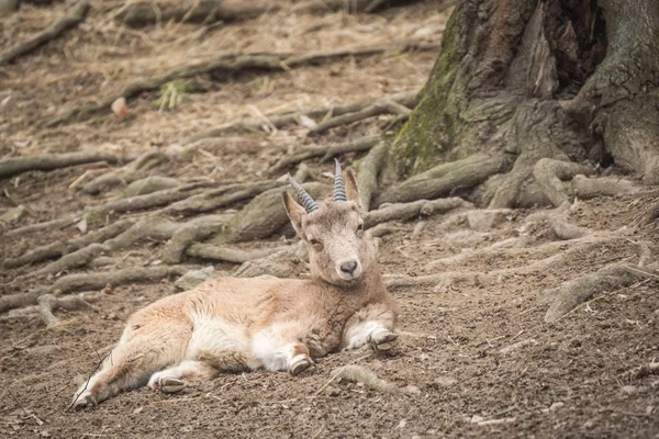 Nära Porträtt Sibirisk Stenbock Capra Sibirica — Stockfoto