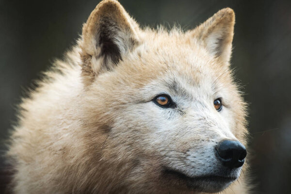 Portrait of Arctic Wolf (Canis lupus arctos) aka Polar Wolf or White Wolf.