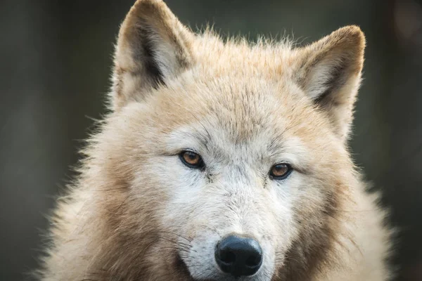 Portrait Arctic Wolf Canis Lupus Arctos Aka Polar Wolf White — Stock Photo, Image