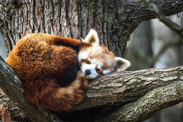 Panda Rojo Firefox Panda Menor Ailurus Fulgens Descansando Árbol — Foto de Stock