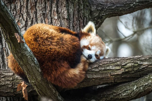 Panda Rouge Firefox Petit Panda Ailurus Fulgens Reposant Dans Arbre — Photo