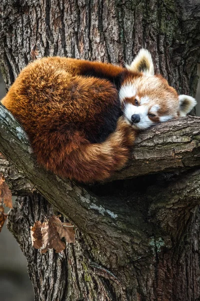 Röd Panda Firefox Eller Mindre Panda Ailurus Fulgens Vilar Ett — Stockfoto