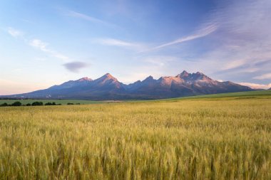 Yüksek Tatras, Slovakya'nın sabah görünümü. Dağlar manzara bir açık tahıl alanları ile yatay bir kadeh. Çok güzel bir sabah ışık.