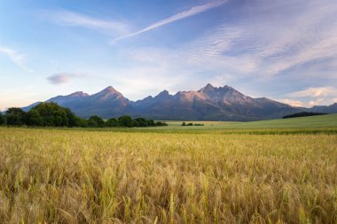 Yüksek Tatras, Slovakya'nın sabah görünümü. Dağlar manzara bir açık tahıl alanları ile yatay bir kadeh. Çok güzel bir sabah ışık.