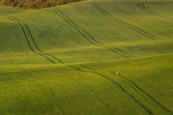 Alleen Damhert Dama Dama Een Groene Veld Tijdens Een Zonsondergang — Stockfoto