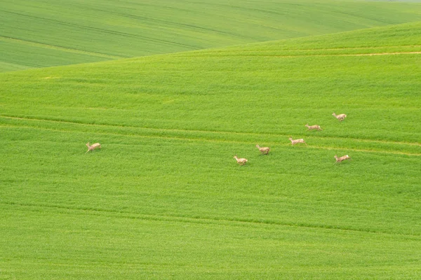 Fallow Deer (Dama dama) in a field. Deer in the nature habitat. Animal in the forest meadow. Wildlife scene in Europe.