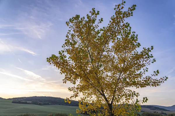 Autumn Colors Red Yellow Golden Leaves — Stock Photo, Image