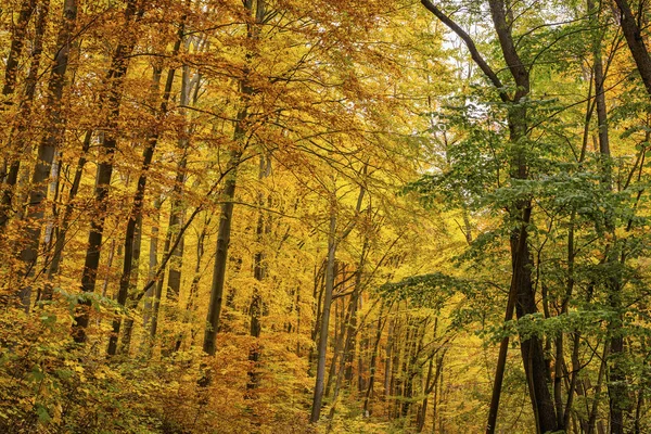 Herbst Der Natur Bunte Blätter Einem Herbstlichen Wald Sonniger Heller — Stockfoto