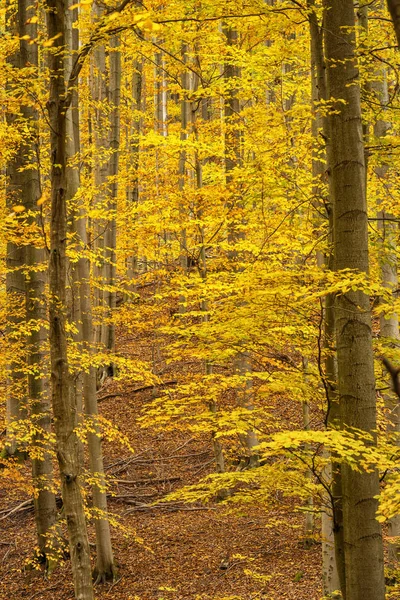 Herbst Der Natur Bunte Blätter Einem Herbstlichen Wald Sonniger Heller — Stockfoto