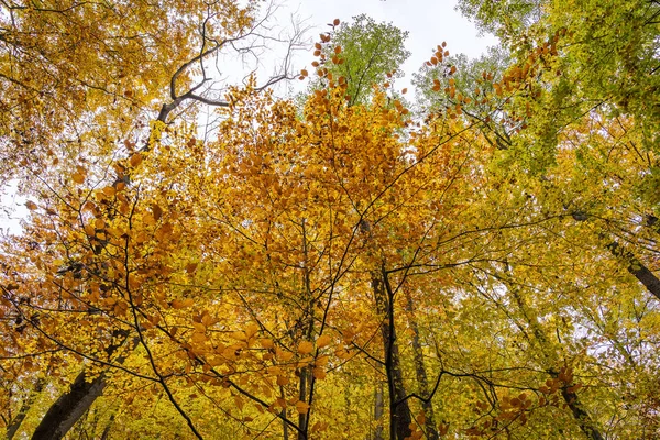 Herbst Der Natur Bunte Blätter Einem Herbstlichen Wald Sonniger Heller — Stockfoto