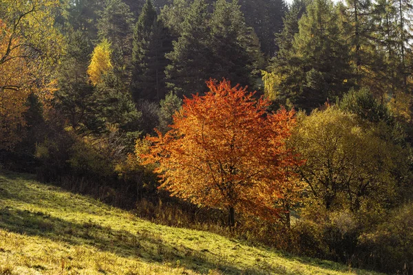 Herbst Der Natur Bunte Blätter Herbstlichen Wald Sonniger Heller Tag — Stockfoto