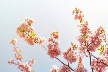 Güneş ışığında güzel, narin bir ağaç, çiçek arkaplanı, bahar çiçekleri.