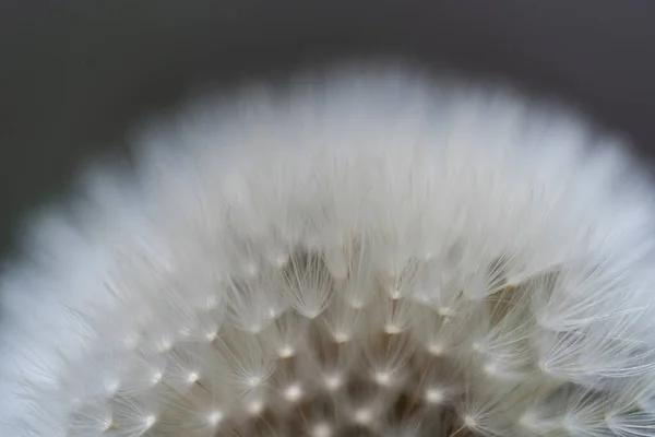 Macro View Beautiful Dandelion Seeds Green Background — Stock Photo, Image