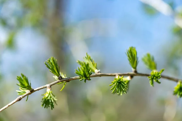 Groene Lariks Tak Het Voorjaar Close Van Lariksboom Tak Met — Stockfoto