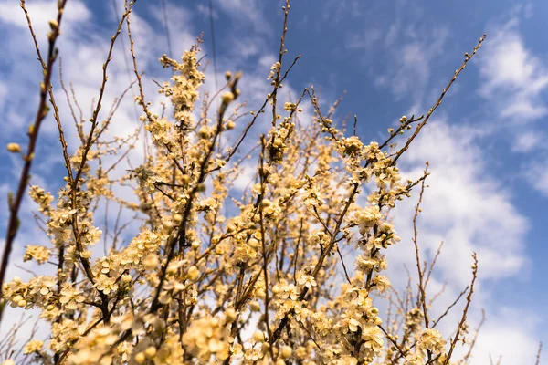 午前中に美しい柔らかい木の花紫色の太陽の光 花の背景 春の開花花 — ストック写真