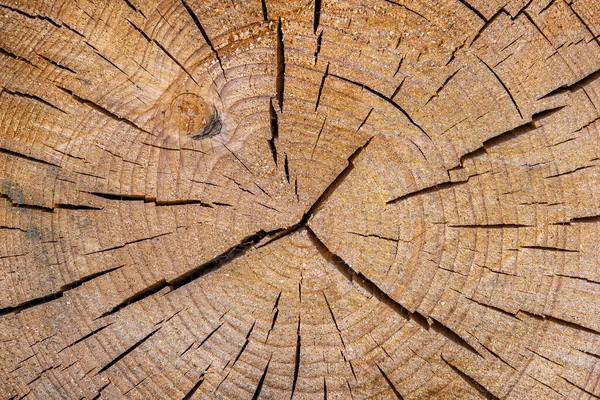 Vista Cerca Sección Árboles Madera Cortada Con Grietas Anillos Anuales Fotos De Stock Sin Royalties Gratis