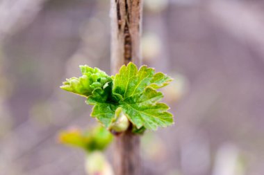 Genç yeşil frenk üzümü yaprağı bulanık arkaplan