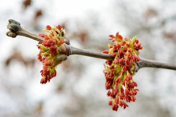 Bahar, çiçek açan dişbudak ağacı, bokehspring, çiçek açan dişbudak ağacı, bokeh
