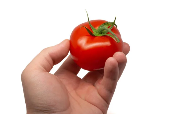 One Fresh Tomato Hand Isolate White Background — Stock Photo, Image