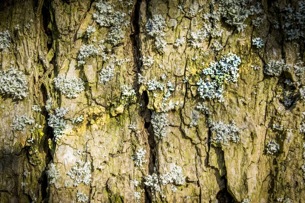 Textura Casca Choupo Tem Tons Verde Luz Dia Verão — Fotografia de Stock