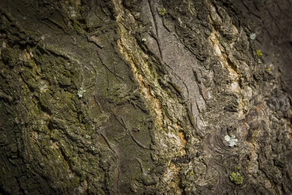 Textura Barra Damasco Tem Tons Verde Luz Dia Verão — Fotografia de Stock