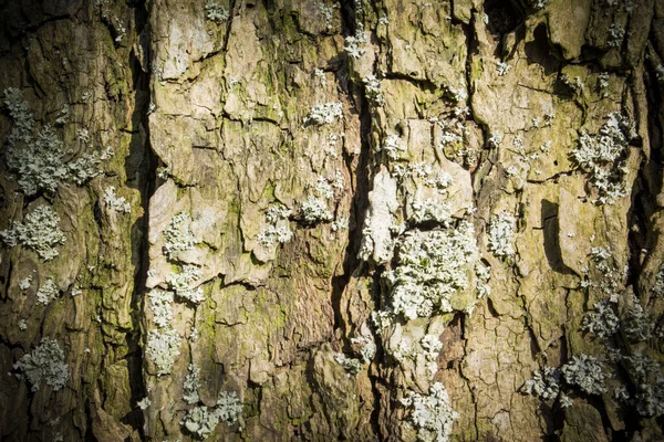 ポプラの樹皮の質感は夏の日差しに緑の色合いがあり — ストック写真