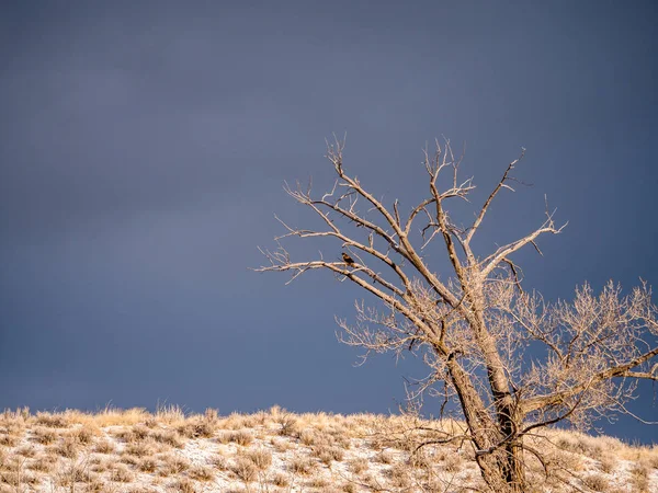 Rotschwanzfalke auf kargem Baum im Winter — Stockfoto