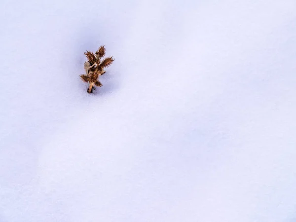 Dikenli tohum Pod küme karda — Stok fotoğraf