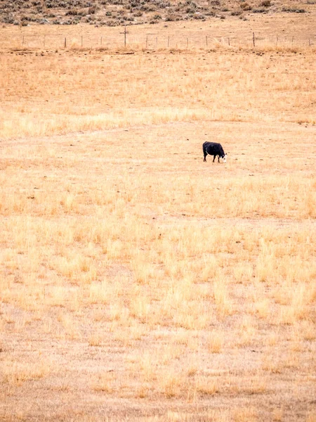 Pastoreo de vacas solo en pastos secos, orientación vertical — Foto de Stock