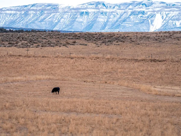 Vaca solitaria pastando en pastos secos — Foto de Stock