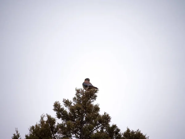 American Kestrel on Tree Top — Stock Photo, Image
