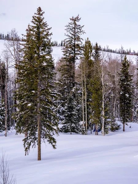 Escena nevada en el bosque con espacio para copiar — Foto de Stock