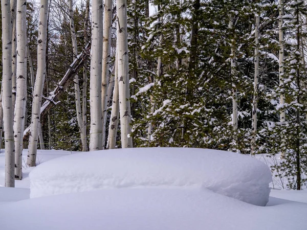 Zware sneeuwval in aspen, dennenbos — Stockfoto