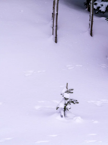Çam ağacında yalnız taze kar — Stok fotoğraf