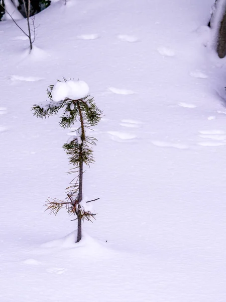 Isoliert schneebedeckter Kiefer — Stockfoto