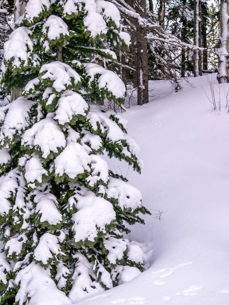 Árbol siempreverde cargado de nieve con espacio de copia — Foto de Stock