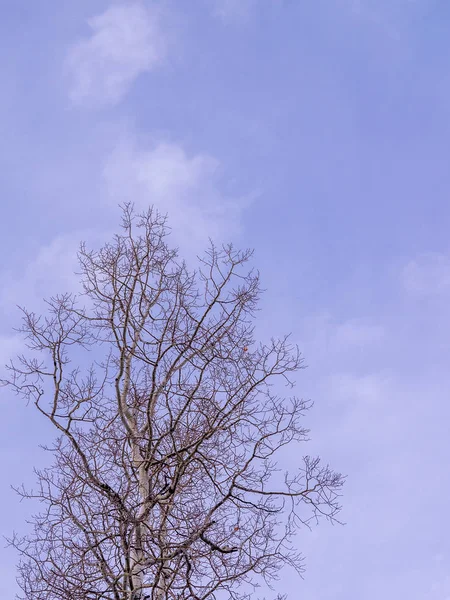 Nackte Espensilhouette mit Kopierraum — Stockfoto