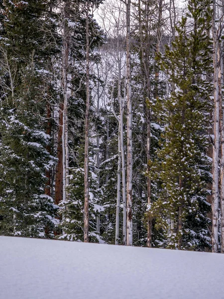 Aspen y bosque de pinos en invierno — Foto de Stock
