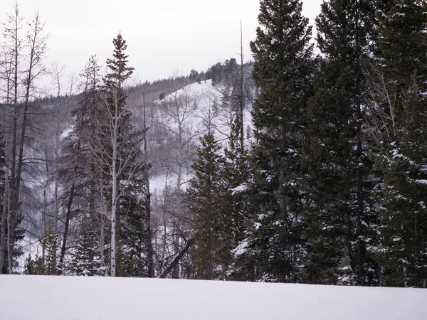 Aspen en pine forest in de winter — Stockfoto