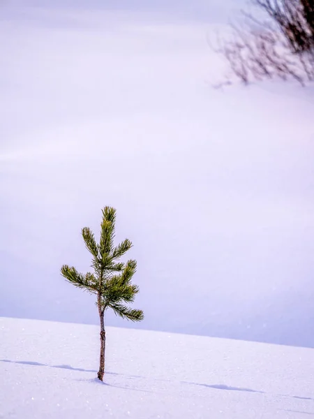 Küçük çam ağacı yalnız karda — Stok fotoğraf