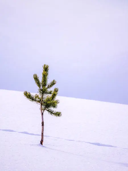 Kiefer mit Spuren im Neuschnee — Stockfoto