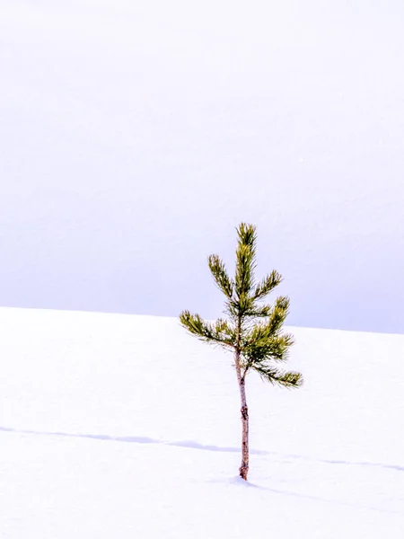 Küçük, izole çam ağacı kışın — Stok fotoğraf